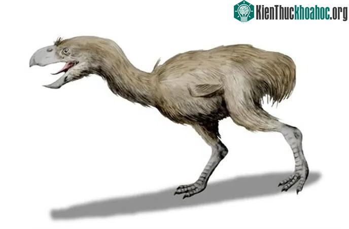 Chim Physornis