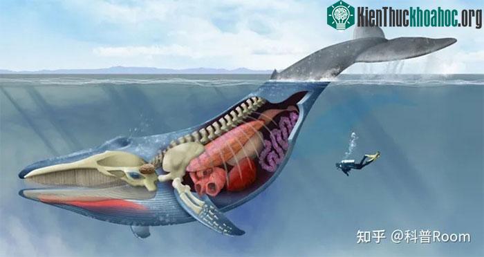 Con người sẽ khó có thể sống sót trong tình huống này, vì cá voi có khả năng tiêu hóa mạnh