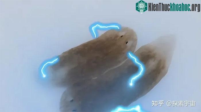 Khả năng tái sinh của Planarian đã khiến các nhà khoa học quan tâm sâu sắc