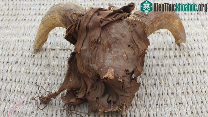 Một trong những chiếc đầu cừu được các nhà khảo cổ phát hiện