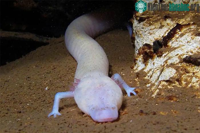 Manh giông là loài vật có khứu giác nhạy bén nhưng chúng rất "lười" di chuyển