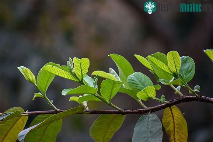 Chiết xuất lá ổi đã được chứng minh là có tác dụng chống ung thư