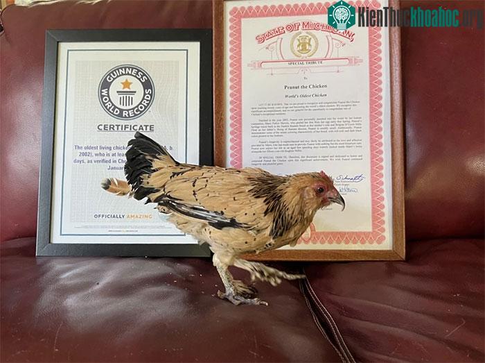 Peanut được tổ chức Kỷ lục Guinness thế giới trao tặng danh hiệu gà lớn tuổi nhất thế giới.