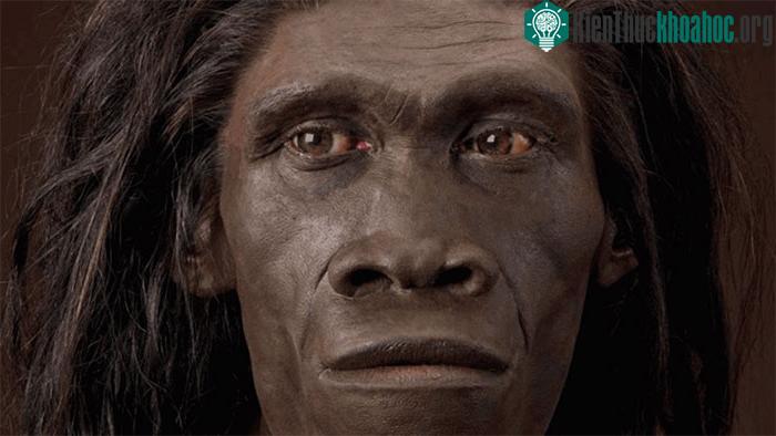 Homo erectus
