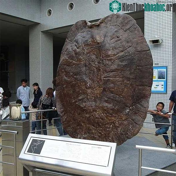 Hóa thạch mai của rùa Stupendemys geographicus.
