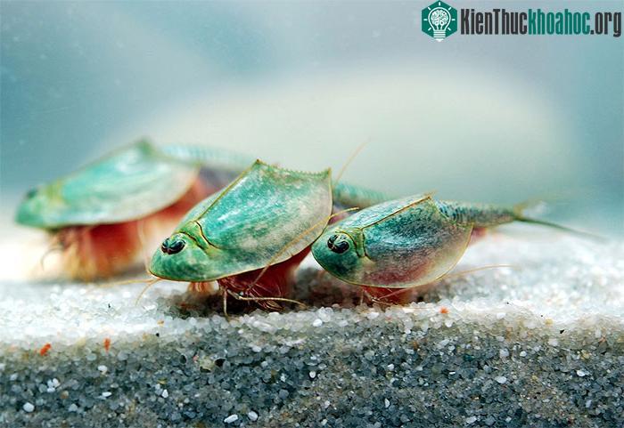 Tôm khủng long ba mắt - "hóa thạch sống" đang gây ra một "cơn sốt" trong giới nghiên cứu! ảnh 1
