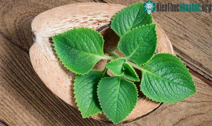 Cây húng chanh hoạt động như một loại thuốc lợi tiểu, giữ cho thận hoạt động tốt hơn.