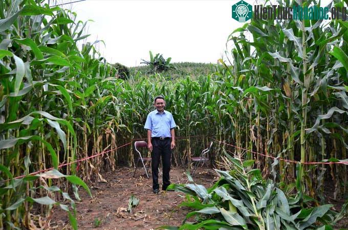 Giống ngô sinh khối đầu tiên của Việt Nam cao gần bằng đèn đường ảnh 1