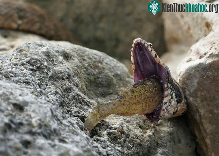 Trong đa số trường hợp, con rắn sẽ không thể sống sót nếu không có sự trợ giúp.