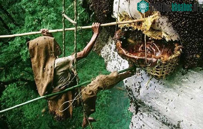 Mật ong Elvish có niên đại từ đế chế Colchis thế kỷ 17 trước Công nguyên