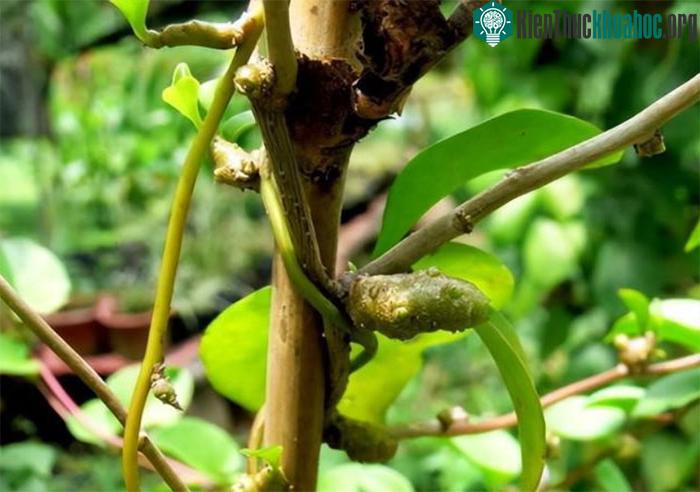 Mùng tơi củ là thực vật dễ mọc lan vì sinh sản bằng củ và thân rễ