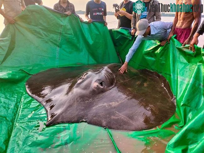 Con cá được đặt tên Boramy dài 3,98m, nặng 300kg.