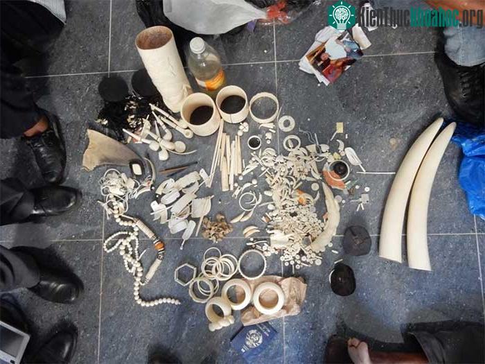 Các tang vật thu được từ vụ vận chuyển trái phép các sản phẩm từ động vật hoang dã.