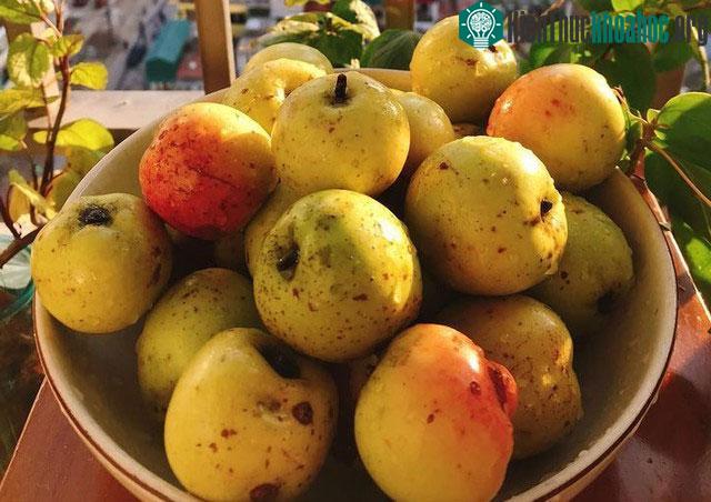 Táo mèo có nguồn khoáng chất và vitamin quan trọng.