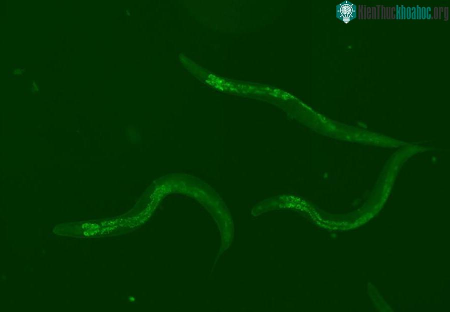 Phát hiện "gene nhảy" là chìa khóa để trẻ mãi không già ảnh 1