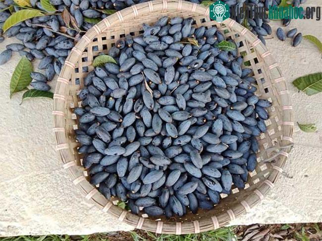 &nbsp;Ăn trám rất tốt cho sức khỏe.&nbsp;