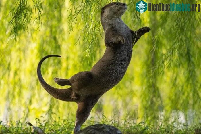 Rái cá thể hiện kỹ năng múa ba lê của mình.