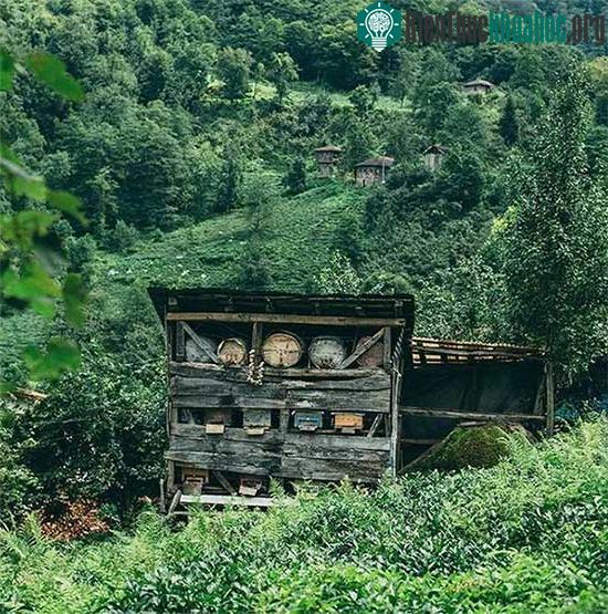 Ở Thổ Nhĩ Kỳ, có nhiều người đã và đang nghiên cứu cách nuôi ong hoang dã Caucasian