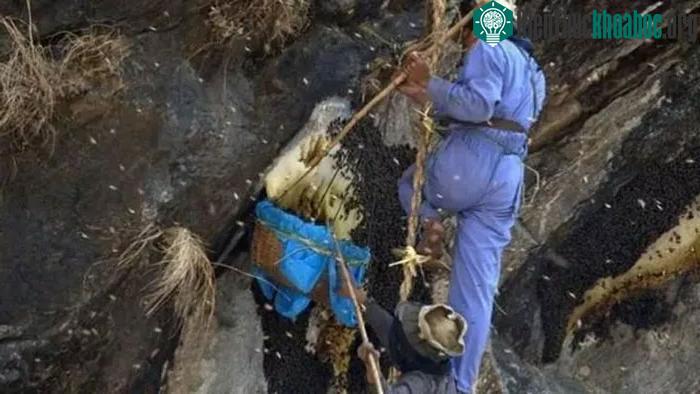 Họ treo các "tổ ong" lên tít trên vách núi cao để thu hút loài ong này