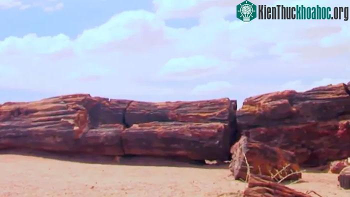 Trên thế giới có gần chục cây hóa đá khác nhau và có nhiều loại cây chưa xác định được