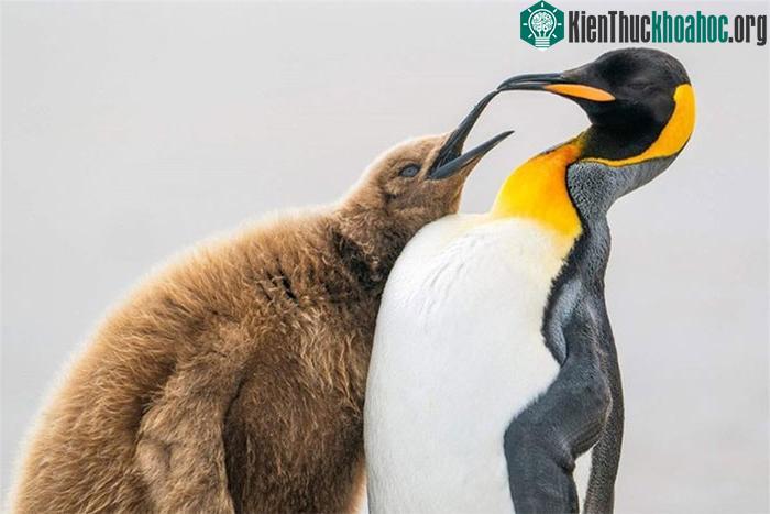Tác giả Levi Fitze nhận giải bạc với bức ảnh "Vui lòng cho thêm cá!"