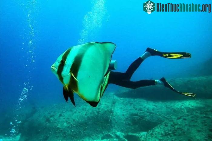 Ở vùng biển ngoài khơi Seychelles, đôi khi người ta bắt gặp những sinh vật khác thường.
