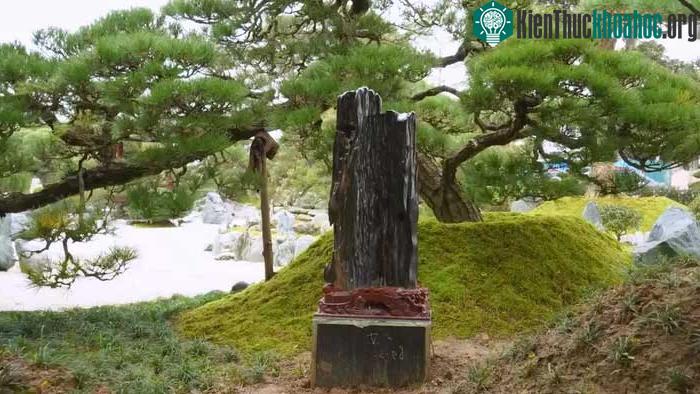 Gỗ hóa ngọc được rất được giới sưu tầm yêu thích