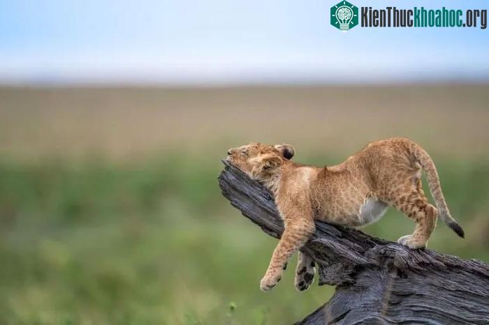 Chú sư tử con này rõ ràng đã có một ngày vất vả.