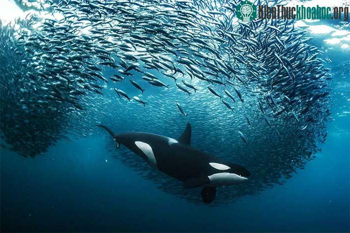 Con cá kình được bao quanh bởi "quả bóng mồi" cá trích
