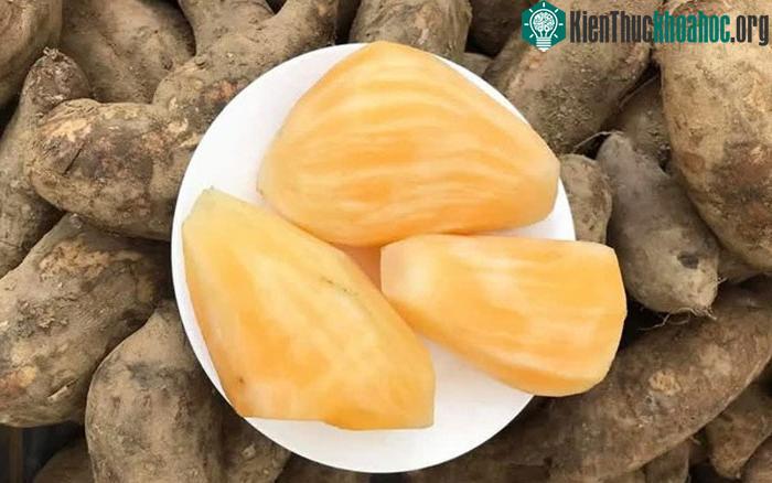 Nếu sử dụng quá nhiều sâm đất trong một thời gian dài sẽ dẫn tới ngộ độc cơ thể.