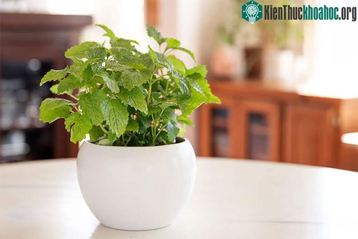 Bạn có thể uống trà tía tô đất khi dấu hiệu buồn nôn xuất hiện.