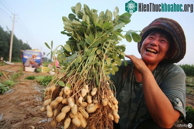 Việc những người nông dân giẫm chân lên cây lạc thực chất không có hại