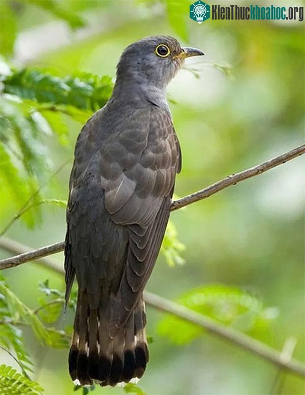 Chim bắt cô trói cột