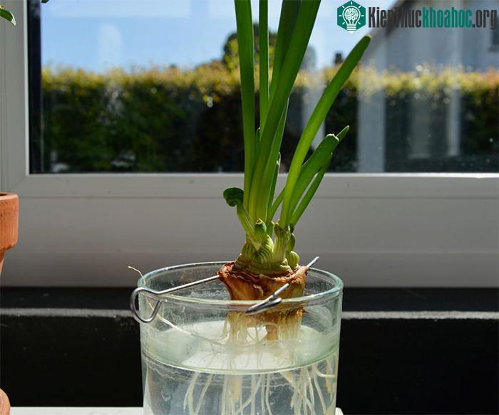 Hành tây mua về phần để chế biến, phần có gốc tận dụng để "tái sinh".