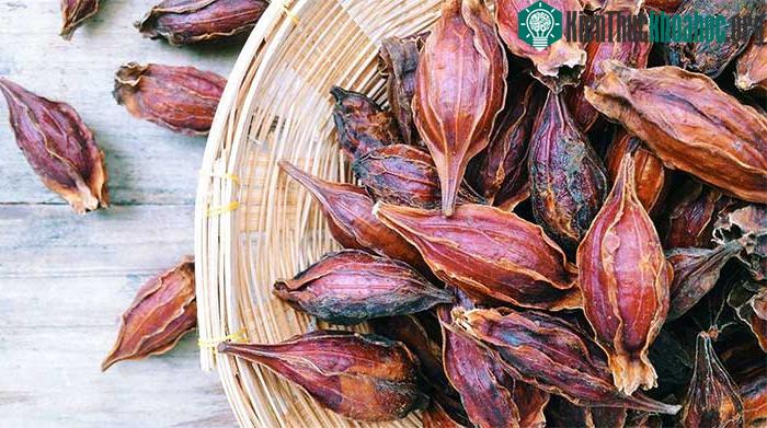 Quả cây dành dành có nhiều công dụng trong chữa bệnh.