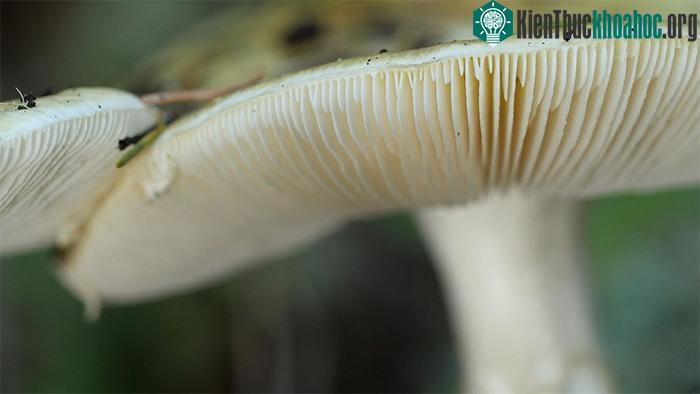 Độc tố của nấm mũ tử thần cũng cực kỳ ổn định khi đun nóng