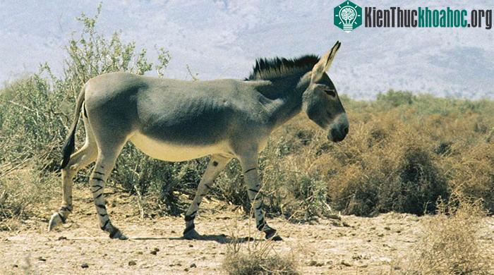 Những con lừa có vai trò quan trọng trong việc thúc đẩy các nền văn minh của loài người