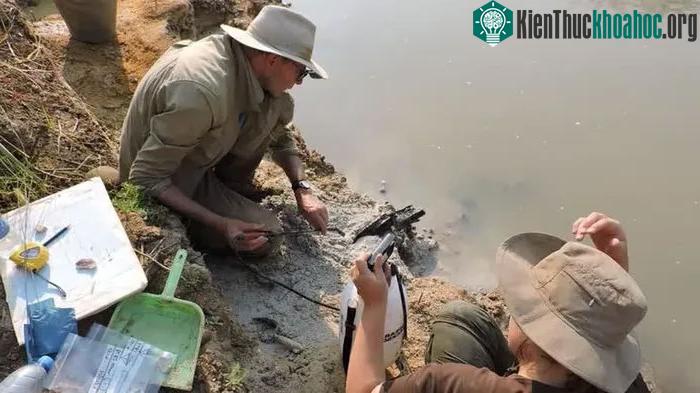 Các nhà khoa học tiến hành khai quật cấu trúc gỗ tại Thác Kalambo, Zambia.