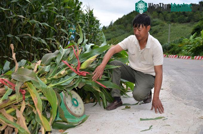 Giống ngô sinh khối đầu tiên của Việt Nam cao gần bằng đèn đường ảnh 2