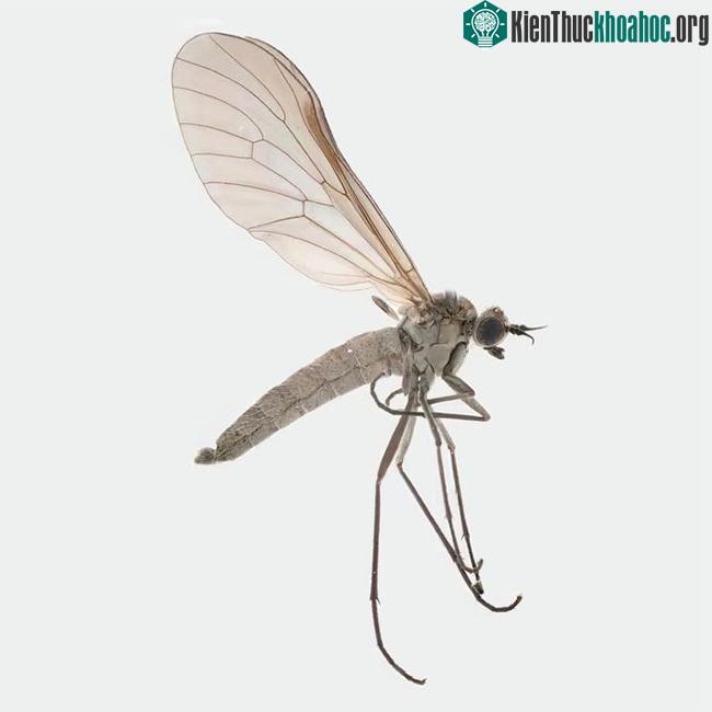 Mẫu vật giống đực của loài Atherimorpha latipennis với đôi cánh hữu dụng.