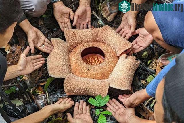 Loài hoa lớn nhất thế giới, Rafflesia