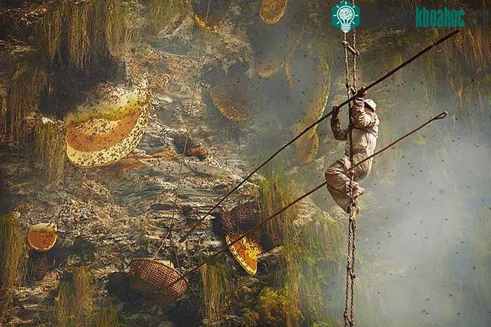 Loại mật tự nhiên này lần đầu tiên được tìm thấy trong một hang động sâu 1.800 mét