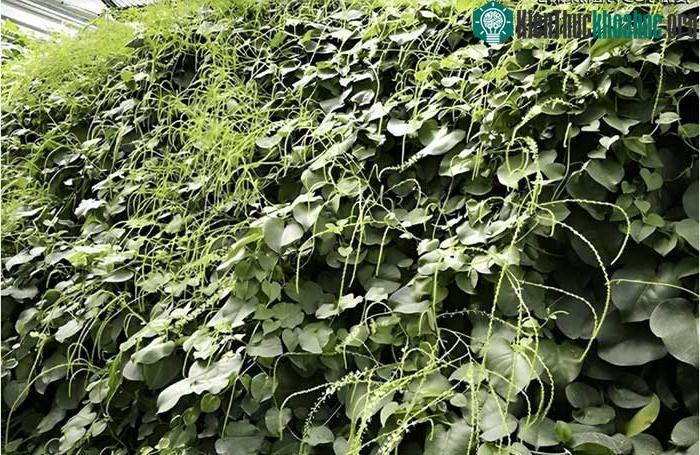 Mùng tơi củ là loài thực vật ngoại lai xâm lấn gây hại cho môi trường sinh thái.
