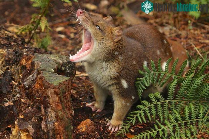 Dasyurus là tên khoa học của toàn bộ chi mèo túi.