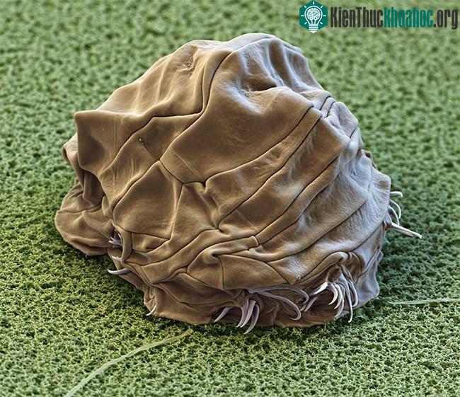 Bí mật của tardigrade bất tử: Một sinh vật không sợ bất kỳ thử thách nào! ảnh 2