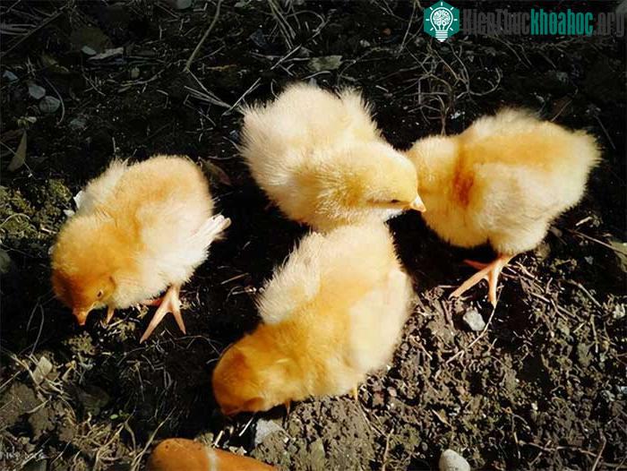 Gà con không thể đảm nhận nhiệm vụ diệt châu chấu với quy mô lớn.