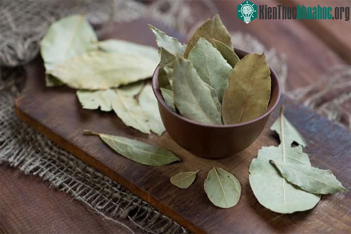 Lá nguyệt quế giúp giảm lượng urease, phòng ngừa sỏi thận.