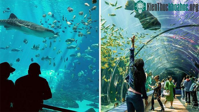 Bể nuôi cá cũng cần chú ý đến kiểu hành vi của cá mập voi