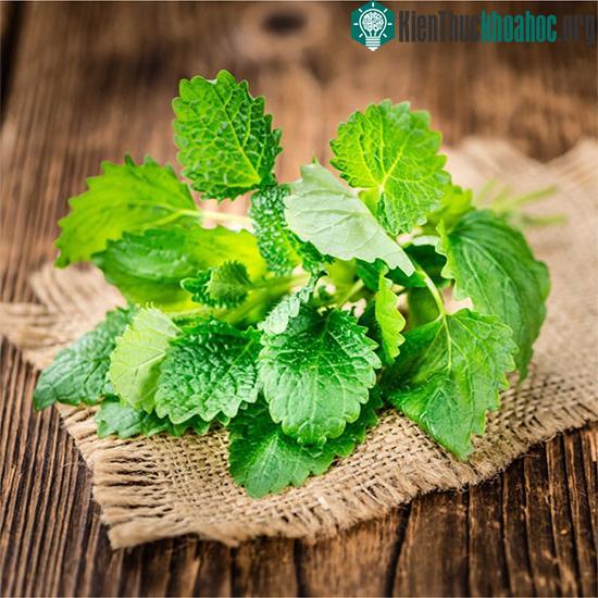 Chỉ nên sử dụng tía tô đất trong thời gian ngắn