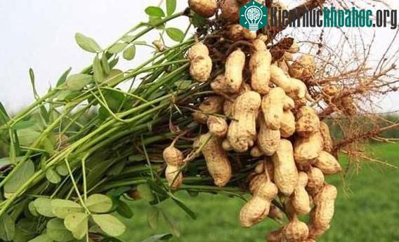Giẫm chân lên cây lạc có thể giúp chúng tăng sản lượng.